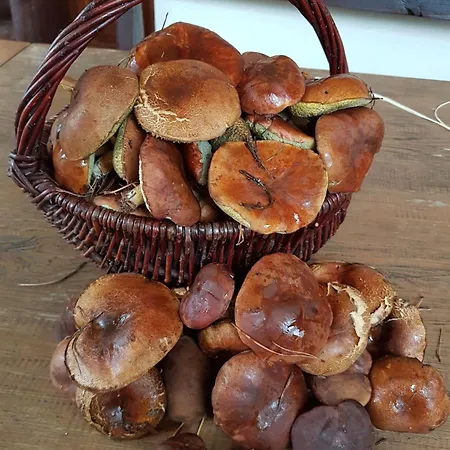 Pod Lasem Dom wakacyjny Ludwinow